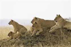 a pride of lions